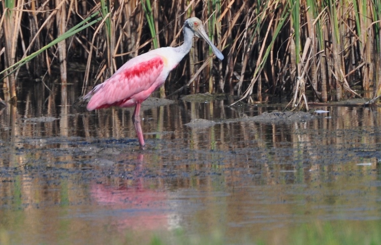 spoonbill